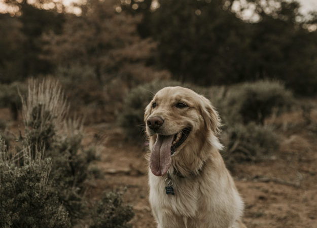 Sarah Hall Photography, Maternity Photos, Colorado Photographer, Montrose Colorado Portrait Photographer, Western Colorado, Colorado Desert, expecting a baby, maternity with a dog